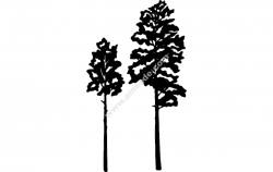 Aspen Tree Vector