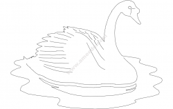 Swan Details