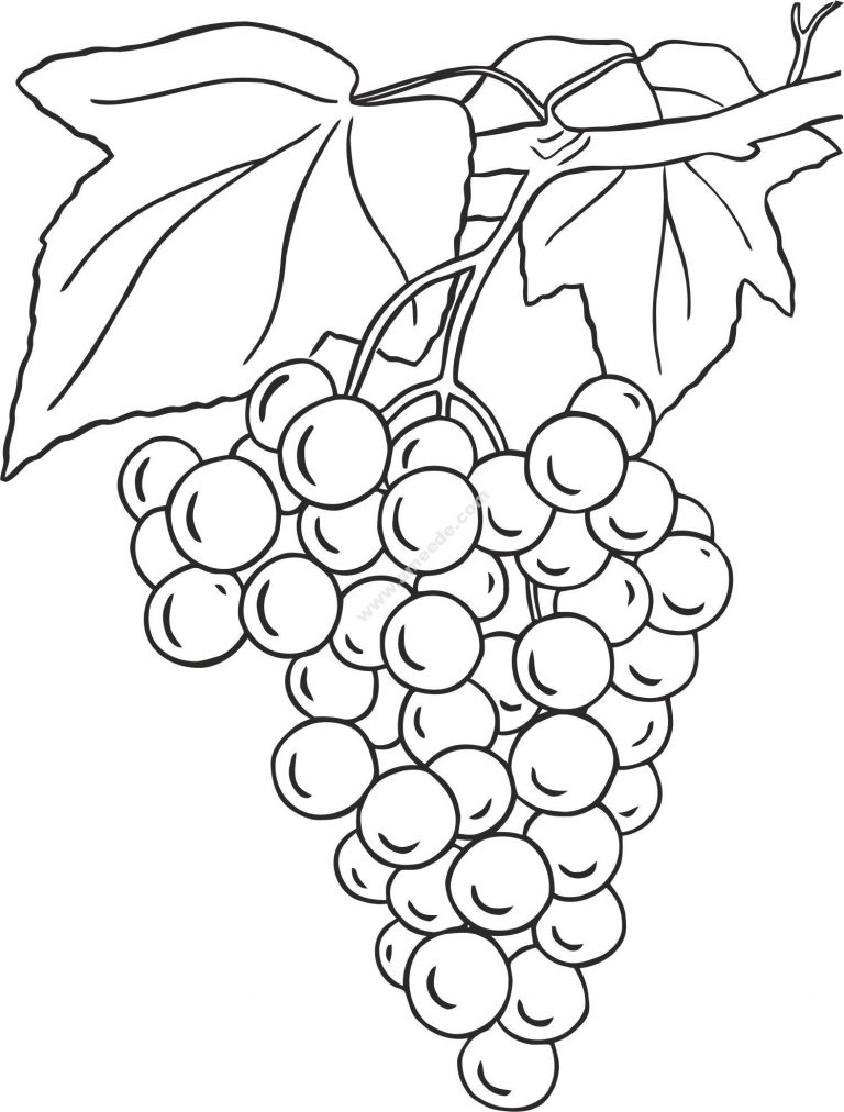 Grapes Design – Free Download Vector Files