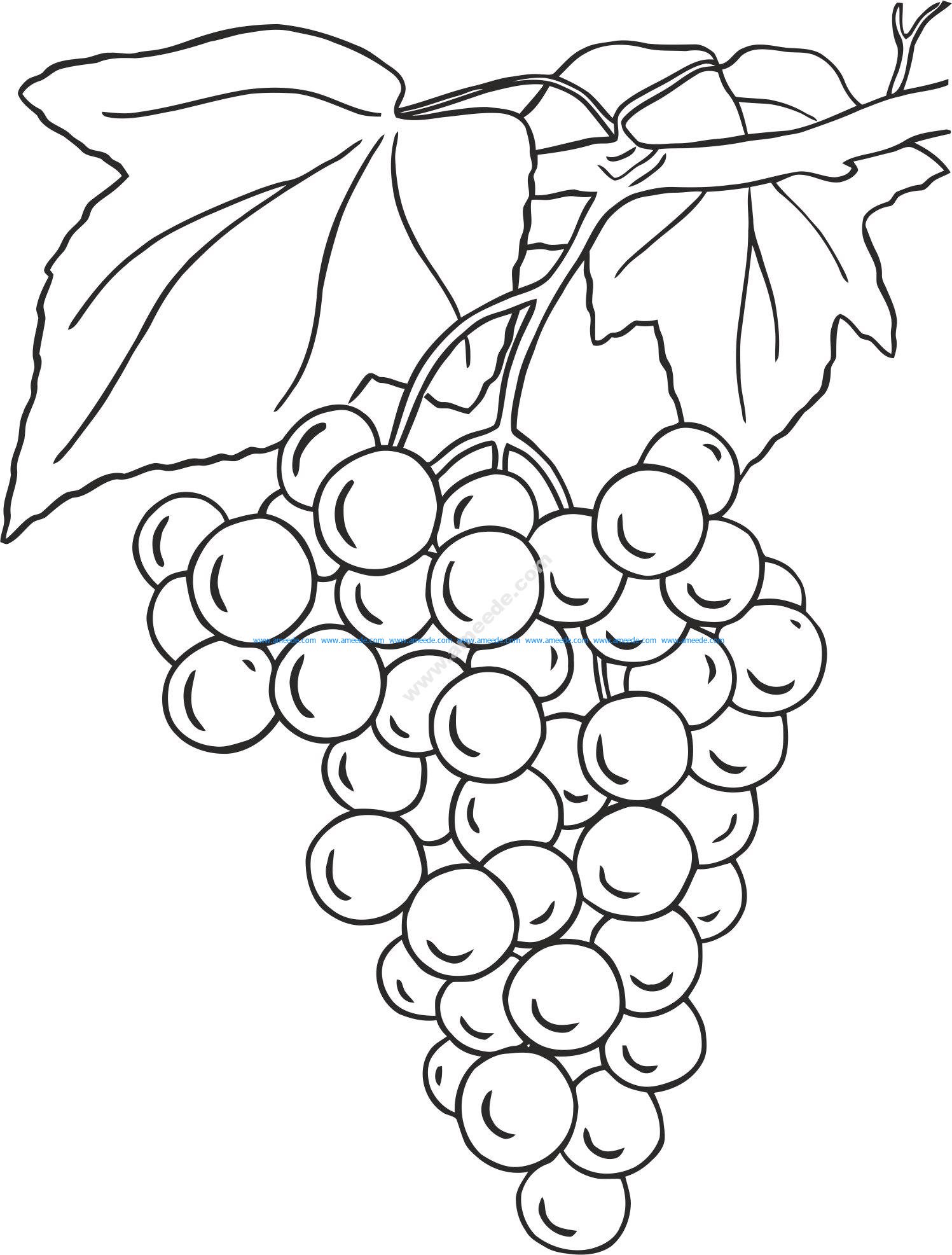 Grapes Design