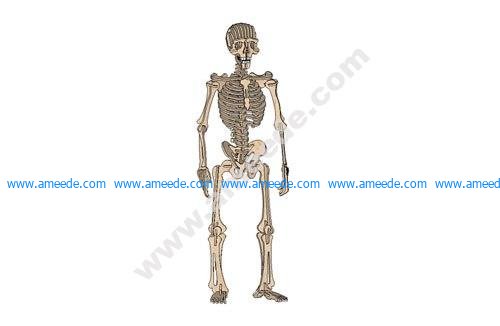 Human Skeleton Raw