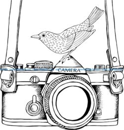 an old camera and a nightingale