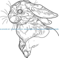 Hare file cdr and dxf free vector download for laser engraving machines