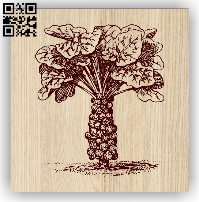 Cabbage E0013918 file cdr and dxf free vector download for laser engraving machine