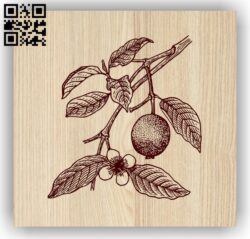 Guava E0013919 file cdr and dxf free vector download for laser engraving machine