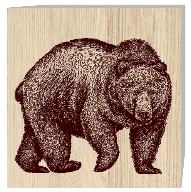 Bear E0019635 file cdr and dxf free vector download for laser engraving machine