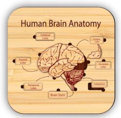 Human brain anatomy puzzle E0021376 file cdr and dxf free vector download for laser cut