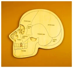 Head puzzle E0025187 file cdr and dxf free vector download for laser cut